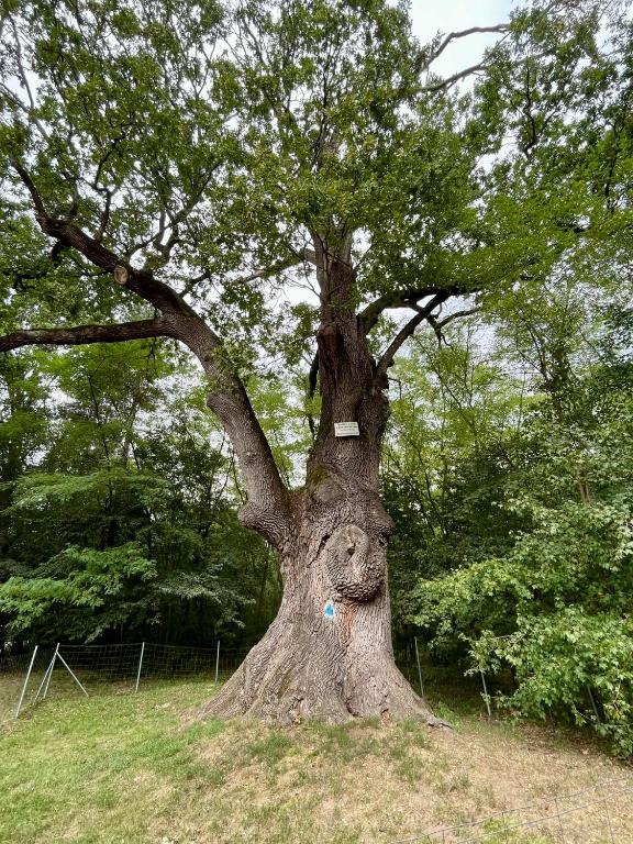 Ancient Oak