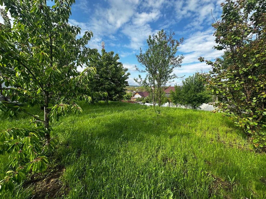 Front Yard